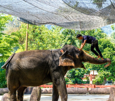 Elephant Sanctuary National | Best Hotel in Temerloh | Affordable Hotel Pahang